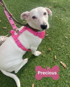 Rescue Dachshund Dogs for Adoption in Myrtle Beach, South Carolina - Precious | PetCurious