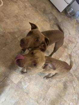 Bambi -  American Bulldog and Black Mouth Cur Dog for Adoption in Lakeland, Florida - Bambi | PetCurious