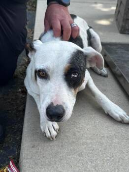 Denali -  Mixed Breed Dog for Adoption in Tullahoma, Tennessee - Denali | PetCurious