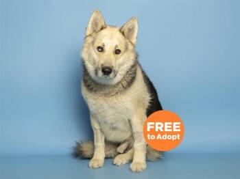 Siberian Husky and German Shepherd Dog Dogs Available for Adoption in Phoenix, Arizona - MARCO | PetCurious