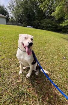 Border Collie and Australian Shepherd Dogs Available for Adoption in Glocester, Rhode Island - Buttercup | PetCurious
