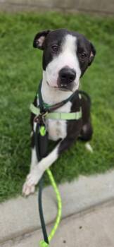 Goober -  Pit Bull Terrier and Mixed Breed Dog for Adoption in Honolulu, Hawaii - Goober | PetCurious