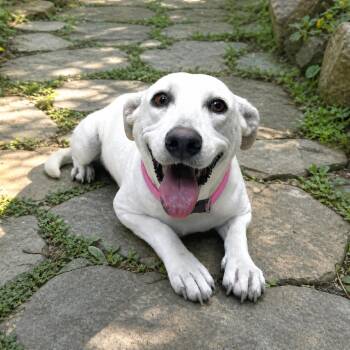 Labrador Retriever Dogs Available for Adoption in Boerne, Texas - Dumpling | PetCurious