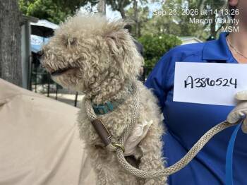 PEANUT 1 -  Bichon Frise Dog for Adoption in Ocala, Florida - PEANUT 1 | PetCurious