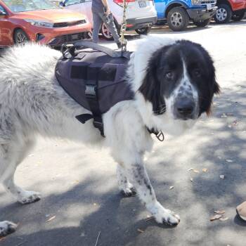 Anatolian Shepherd and Great Pyrenees Dogs Available for Adoption - Hu | PetCurious