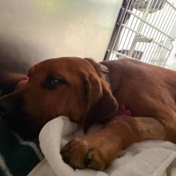 Labrador Retriever and Mixed Breed Dogs Available for Adoption in Austin, Texas - Rosie | PetCurious