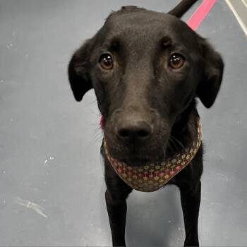 Black Labrador Retriever Dogs Available for Adoption in Greensboro, North Carolina - Phoenix | PetCurious