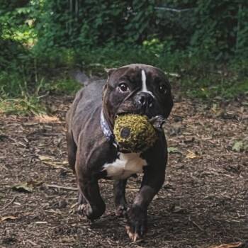 Newt -  American Bully Dog for Adoption in Ontario, New York - Newt | PetCurious
