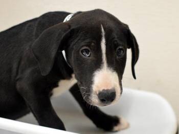 Balloon -  Bull Terrier and Labrador Retriever Dog for Adoption in Portland, Oregon - Balloon | PetCurious