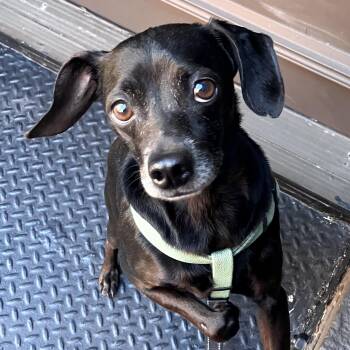 Isaac -  Chiweenie Dog for Adoption - Isaac | PetCurious