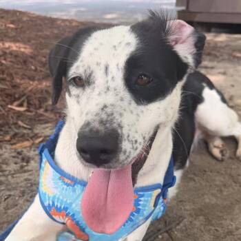 Lorrie -  Border Collie Dog for Adoption in Columbia, South Carolina - Lorrie | PetCurious