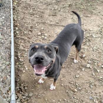 Beauty Queen -  Terrier and Mixed Breed Dog for Adoption in Carencro, Louisiana - Beauty Queen | PetCurious