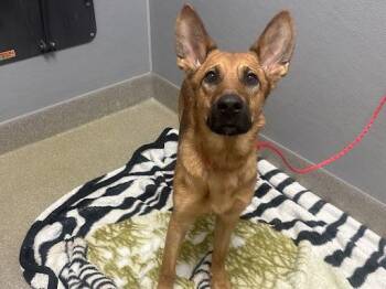 German Shepherd Dog Dogs Available for Adoption - SADIE | PetCurious