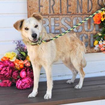 Mixed Breed Dogs Available for Adoption in Prescott, Arizona - Lanie | PetCurious