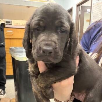 Mary Poppins -  Hound and Mixed Breed Dog for Adoption in Durango, Colorado - Mary Poppins | PetCurious