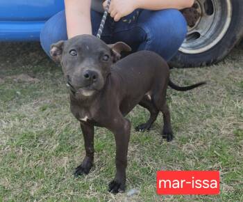 Terrier Dogs Available for Adoption - Marissa | PetCurious