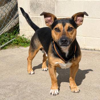 CT Bolt -  Corgi and Shepherd Dog for Adoption in Stormville, New York - CT Bolt | PetCurious