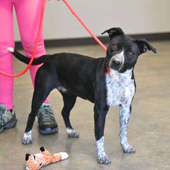 Pit Bull Terrier Dogs Available for Adoption - Cassie | PetCurious