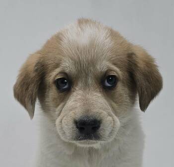 Golden Retriever and Australian Cattle Dog Blue Heeler Dogs Available for Adoption - Olympia | PetCurious