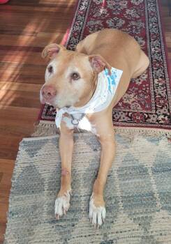 American Staffordshire Terrier Dogs Available for Adoption in Houston, Texas - Buddy | PetCurious