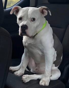Mac -  Mixed Breed Dog for Adoption in Charlotte, Michigan - Mac | PetCurious