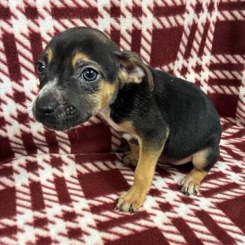 Terrier Dogs Available for Adoption - Fifi | PetCurious