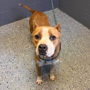 Rhea -  Pit Bull Terrier and Mixed Breed Dog for Adoption in Tuscaloosa, Alabama - Rhea | PetCurious