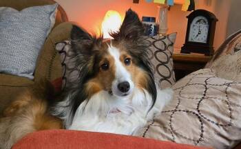 Rocky -  Shetland Sheepdog Sheltie Dog for Adoption in Vale, North Carolina - Rocky | PetCurious
