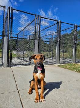 Toby -  Hound Dog for Adoption in Suffolk, Virginia - Toby | PetCurious