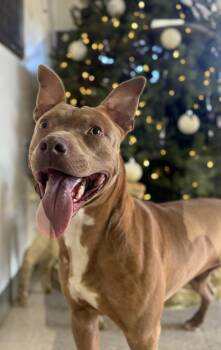 Rescue Mixed Breed Dogs for Adoption in Chickasha, Oklahoma - Ruger | PetCurious