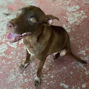 Stephanie -  Mixed Breed Dog for Adoption in Tulsa, Oklahoma - Stephanie | PetCurious