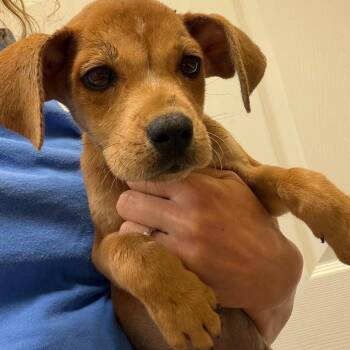 Morticia -  Mixed Breed Dog for Adoption in Greensboro, Georgia - Morticia | PetCurious