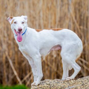 Vixen (Loves other dogs. Sponsored adoption fee) -  Portuguese Podengo and Greyhound Dog for Adoption in Hanson, Massachusetts - Vixen (Loves Other Dogs. Sponsored Adoption Fee) | PetCurious