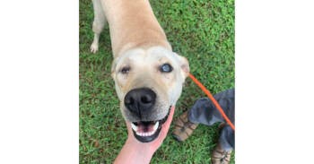 Rescue Labrador Retriever Dogs for Adoption in Naperville, Illinois - Java | PetCurious