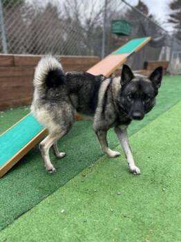 Norwegian Elkhound and Mixed Breed Dogs Available for Adoption - Xena | PetCurious