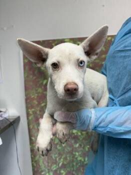Chad -  Shepherd and Mixed Breed Dog for Adoption in San Antonio, Texas - Chad | PetCurious