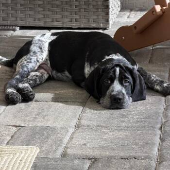 Tater -  Pointer and Mixed Breed Dog for Adoption in Lakewood Ranch, Florida - Tater | PetCurious