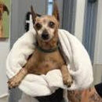 Lenox -  Chihuahua Dog for Adoption in Ramona, California - Lenox | PetCurious
