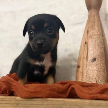 Waylon -  Chihuahua and Dachshund Dog for Adoption in Baton Rouge, Louisiana - Waylon | PetCurious