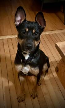 Stevie -  German Shepherd Dog Dog for Adoption in Jamesville, New York - Stevie | PetCurious