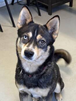 Rescue Mixed Breed Dogs for Adoption in Big Rapids, Michigan - Rocky | PetCurious