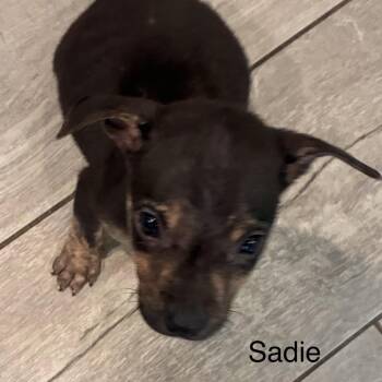 English Bulldog and Mixed Breed Dogs Available for Adoption in Eastford, Connecticut - NY Sadie AvaIl Apr 18 (Tractor Supply Patterson NY) | PetCurious