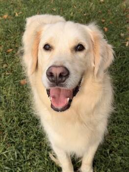 Levon -  Golden Retriever Dog for Adoption in Knoxville, Tennessee - Levon | PetCurious