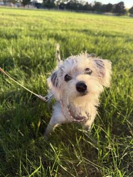 Alfie -  Maltese and Schnauzer Dog for Adoption in Wheaton, Illinois - Alfie | PetCurious