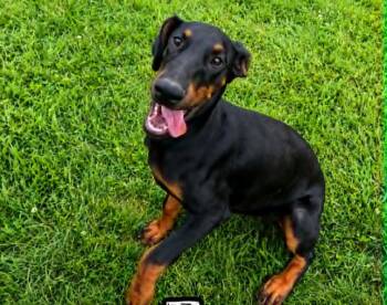 Jane (19wo, 15lbs) -  Doberman Pinscher Dog for Adoption in Hinton, West Virginia - Jane (19wo, 15lbs) | PetCurious