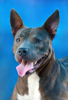 Pit Bull Terrier Dogs Available for Adoption in Pasadena, California - RAMONA | PetCurious