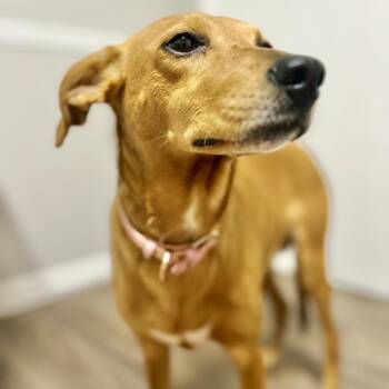 Sweet P -  Mixed Breed Dog for Adoption in Opelika, Alabama - Sweet P | PetCurious