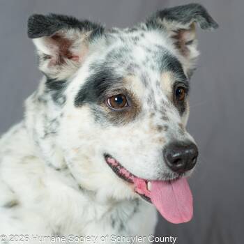 Australian Cattle Dog Blue Heeler Dogs Available for Adoption - Oreo Cookie | PetCurious