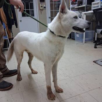 Sampson -  Husky Dog for Adoption in Denison, Texas - Sampson | PetCurious