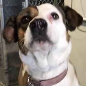 Rescue Mixed Breed Dogs for Adoption in Las Cruces, New Mexico - Baby Gurl | PetCurious